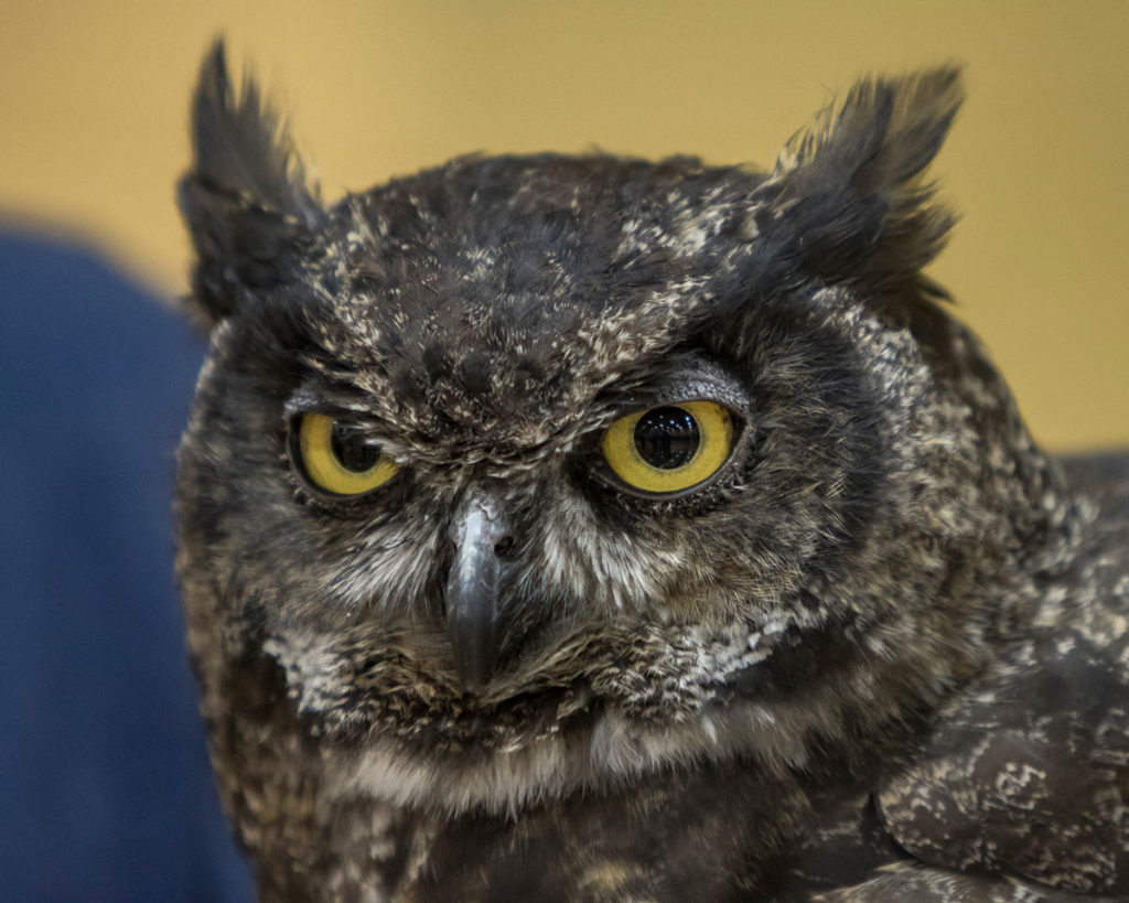 Julio, a great horned owl on display during the live bird show presented by Audubon Society of Portland at View Ridge Middle School. Photo by Mike Schultz.