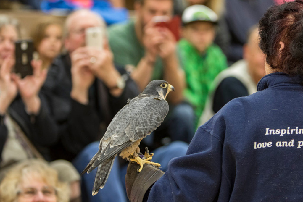 Barbara DeManincor, a volunteer for the Audubon Society of Portland with Finnegan, a Peregrine Falcon during the live bird show at View Ridge Middle School. Photo by Mike Schultz.