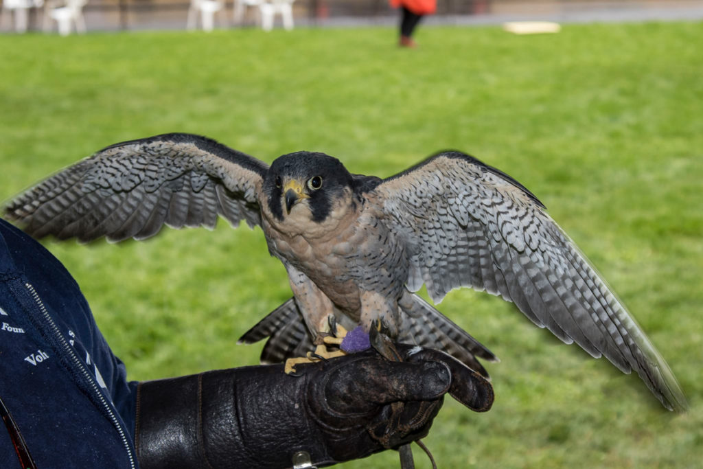 Finnegan, a Peregrine Falcon on display at Davis park in downtown Ridgefield presented by Audubon Society of Portland. Photo by Mike Schultz.
