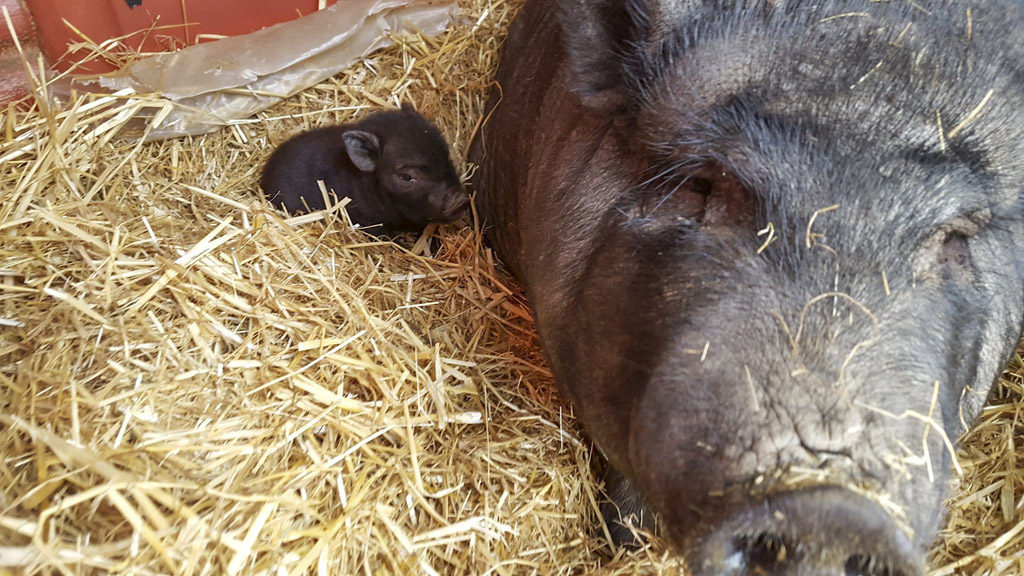 This American Guinea hog, Patty, was upset to have two of her three 2-week-old piglets taken from her sometime overnight on Saturday. Fortunately, she was reunited with one, but the other was found deceased. Photo from Bi-Zi Farms Facebook page