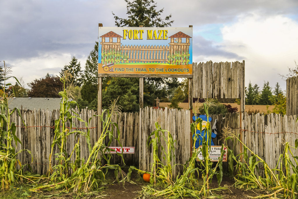 Those who visit the pumpkin patch at Joe’s Place Farms in Vancouver can enjoy a stroll through the Fort Maze for $2 per person. Photo by Mike Schultz