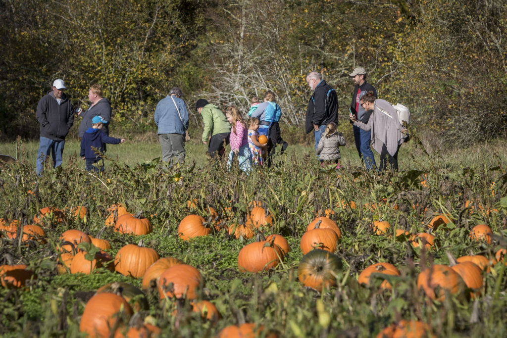 Visitors to Pumpkin Lane at the Pomeroy Living History Farm search for the perfect pumpkin or two in the farm’s pumpkin patch. Pumpkin Lane will be open for one more weekend this upcoming Saturday and Sunday. Photo by Mike Schultz