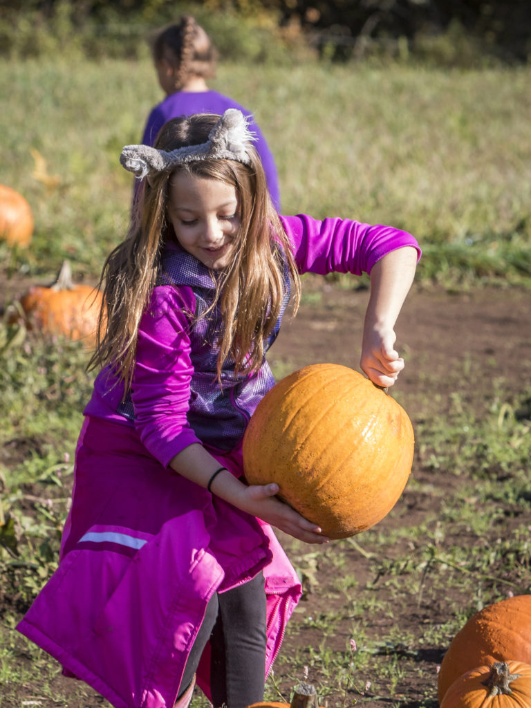 Izzy Kinkaid, of Ridgefield, discovers a pumpkin she would like to take home while out in the pumpkin patch at Pomeroy Farm’s Pumpkin Lane. Photo by Mike Schultz