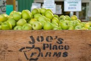 Joe’s Place Farms pumpkin patch offers pumpkins, corn maze and more