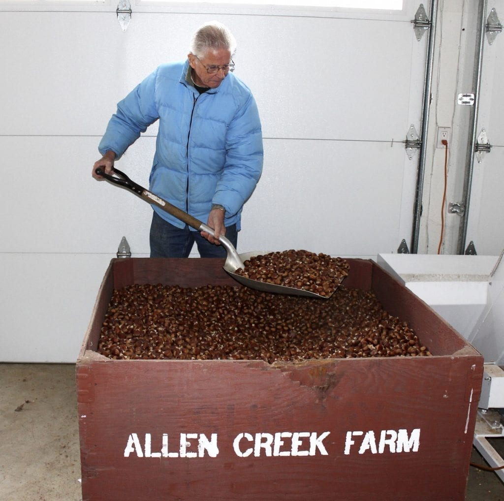 Ray Young turns chestnuts at his Allen Creek chestnut farm in Ridgefield on Tue., Dec. 13. Photo by Kelly Moyer