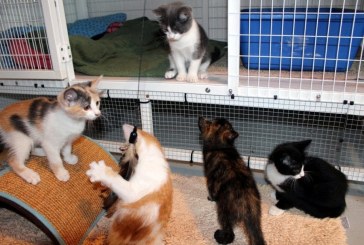 Do you love kittens? Then why not become a foster parent