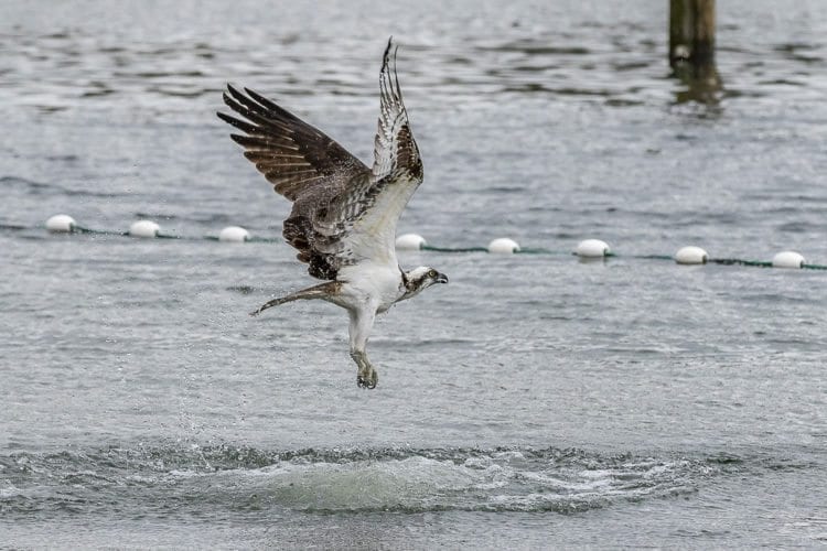 An osprey tries for an easy snack after salmon were trucked to Klineline Pond Thursday ahead of the Friday and Saturday fishing derby. Photo by Mike Schultz