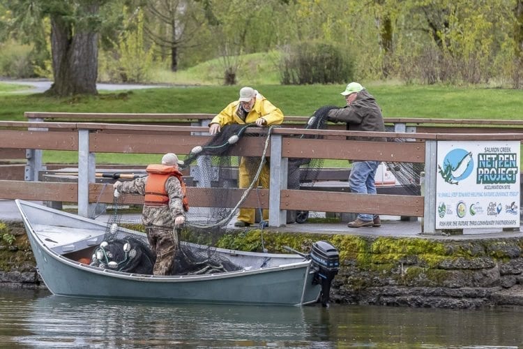 Volunteers work to install netting where hatchery trout were later placed for this weekend’s Klineline Kids Fishing derby. Photo by Mike Schultz