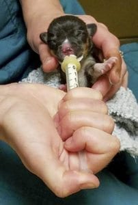 This yet-to-be named corgi, born with a cleft palate, is under the medical foster care of Theresa Ayers, a veterinarian technician who also volunteers at Must Love Dogs NW. Photo by Paul Valencia