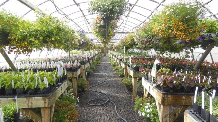 The Battle Ground School District will hold its annual plant and greenhouse sales later this month and in early May. Photo courtesy of the Battle Ground School District