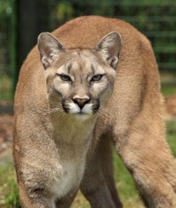 A possible cougar was spotted Thursday morning in Battle Ground. Stock photo.