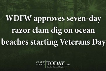 WDFW approves seven-day razor clam dig on ocean beaches starting Veterans Day