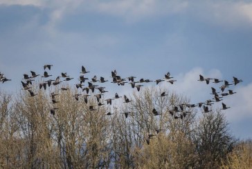 Youth, veterans and active military waterfowl hunting opportunity Sat., Feb. 1