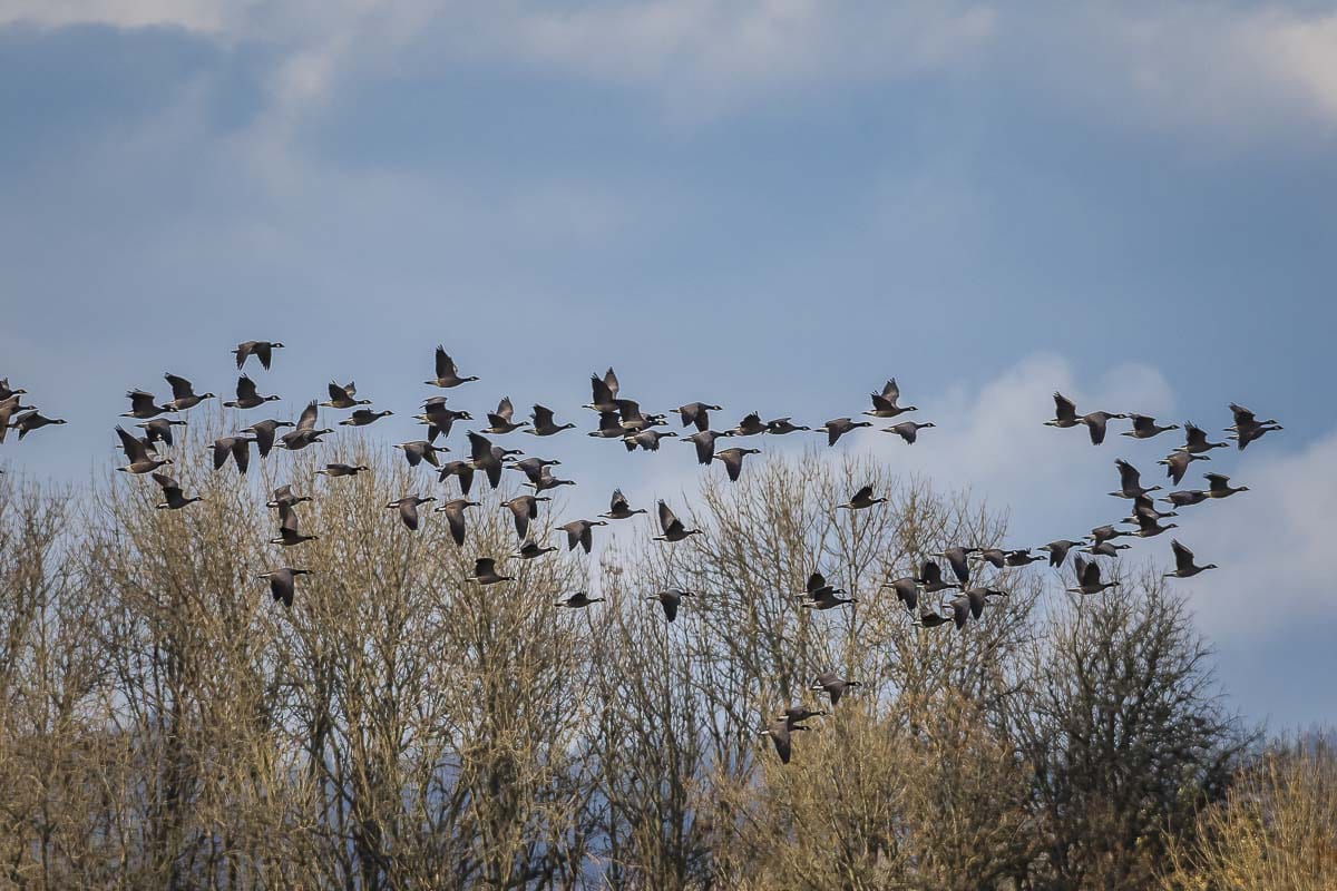 The Ridgefield National Wildlife Refuge is one of the sites of a special one-day waterfowl hunt for youth, veterans, and active military scheduled statewide on Sat., Feb. 1. Photo by Mike Schultz