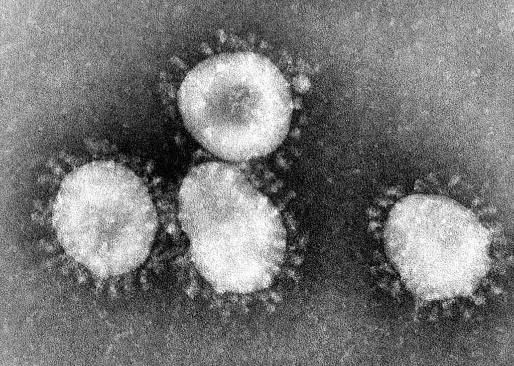 The coronavirus is a common virus that can mutate to create new outbreaks, such as SARS or MERs. Photo courtesy Centers for Disease Control