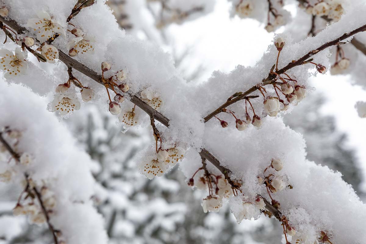 Snow covered spring blossoms on trees across Clark County on Saturday. Photo by Mike Schultz