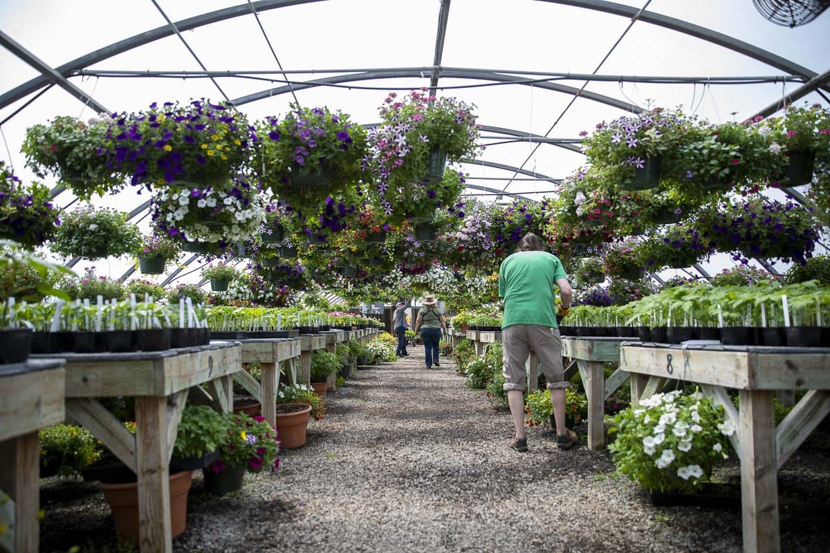 Teachers and volunteers have been caring for thousands of plants inside the greenhouses at Battle Ground High School. Photo by Jacob Granneman