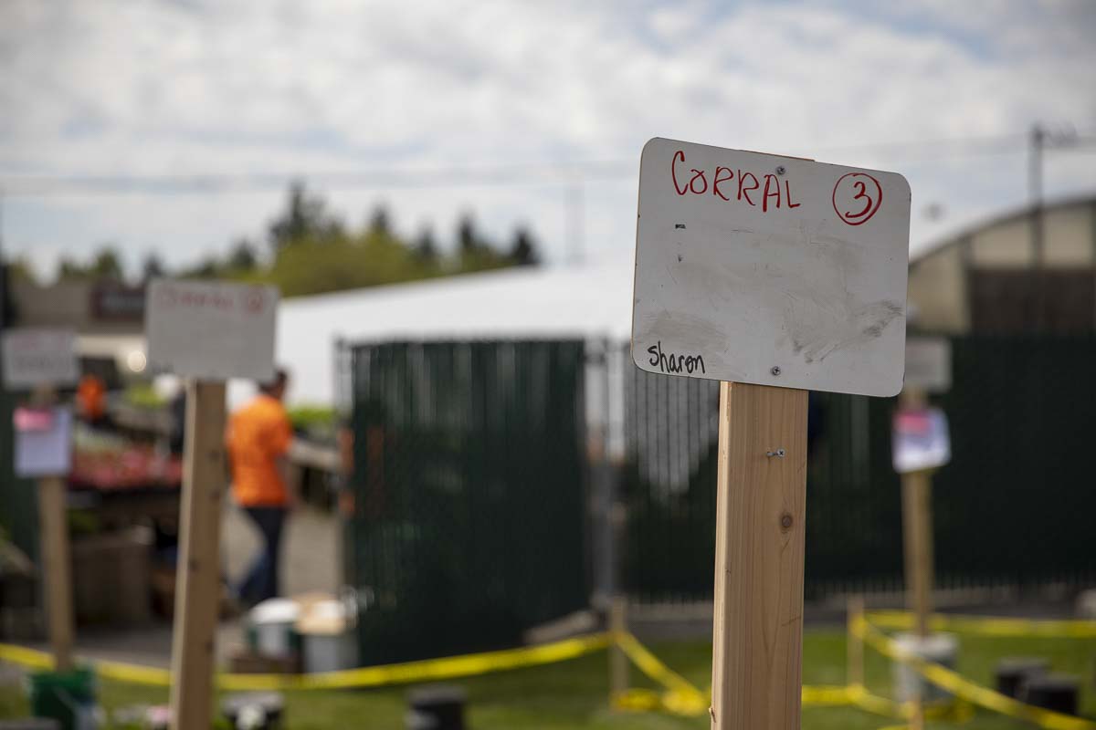 People who placed orders online for the Battle Ground High School plant sale receive a scheduled pickup time, and are directed to a corral where their order waits. Photo by Jacob Granneman
