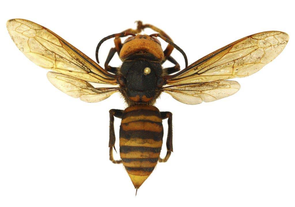 WSDA suspects that the Asian Giant Hornet was brought to North America either on purpose or accidentally in the ballast of a ship. Photo courtesy of WSDA