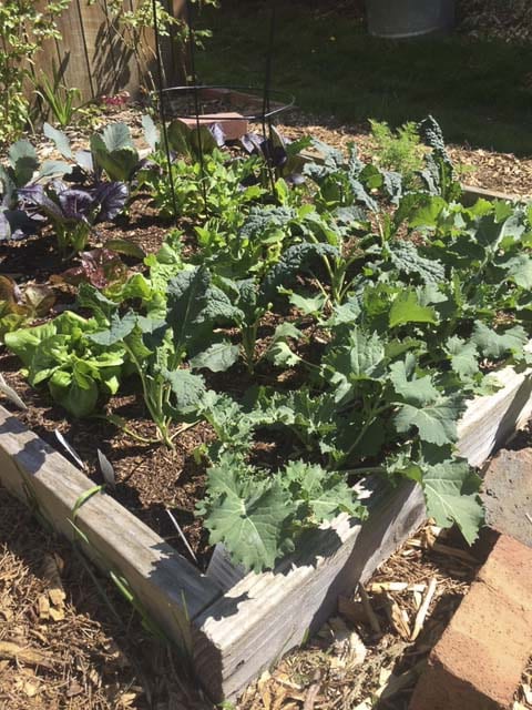 Lettuce, scallions and arugula are shown here. Photo courtesy of Meg McDonald