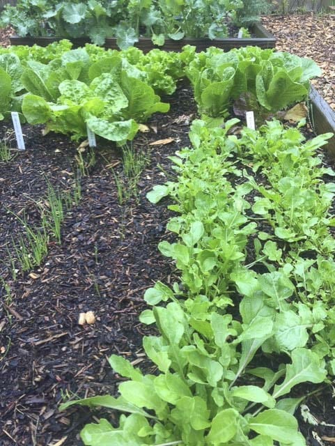 A bed of greens including kale, lettuces, bok choy, cabbage, peas and some cilantro sprouts are shown here. Photo courtesy of Meg McDonald