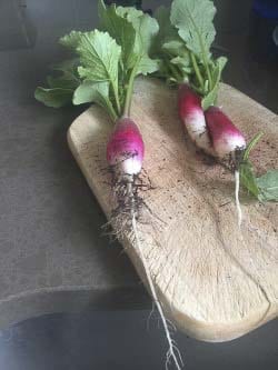French breakfast radishes are shown here. Photo courtesy of Meg McDonald