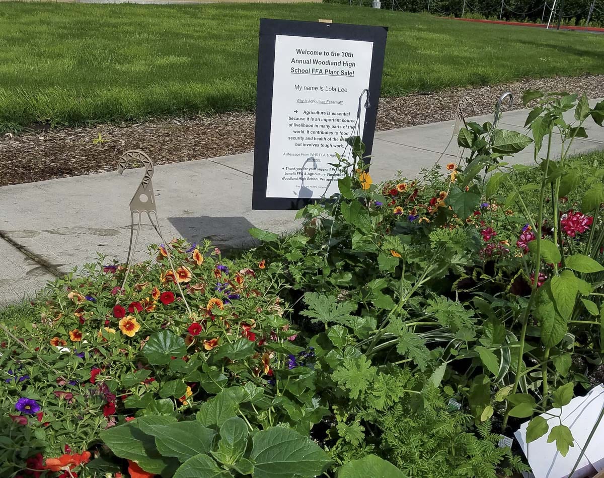 WHS horticulture students collected the plants for each order and placed them at marked station at the curb near the high school. Photo courtesy of Woodland Public Schools