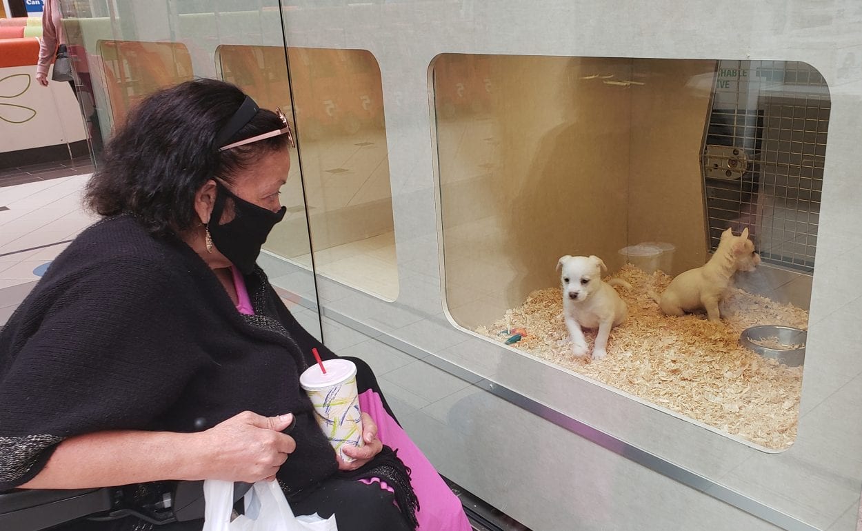 Mary Flores takes a look at some puppies Wednesday at Alley Cat Pet Center at the Vancouver Mall. Flores is a regular at the mall and was thrilled that it reopened Wednesday. Photo by Paul Valencia 