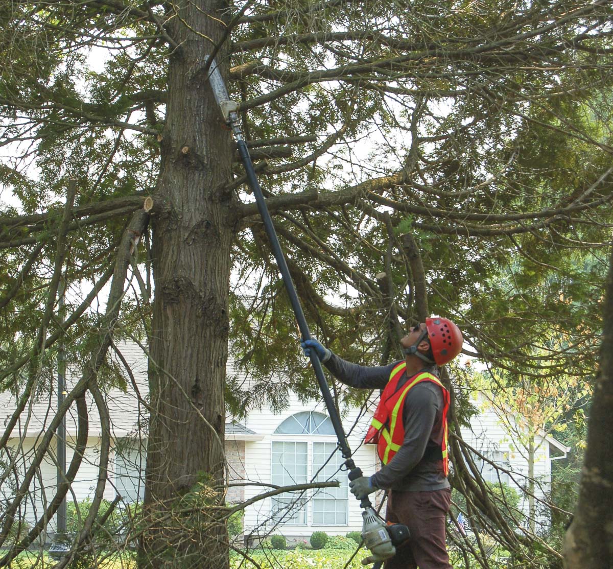 Proper pruning by certified arborists promotes healthy trees. Photo courtesy of city of Vancouver