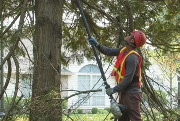 Caring for trees now protects against future damage