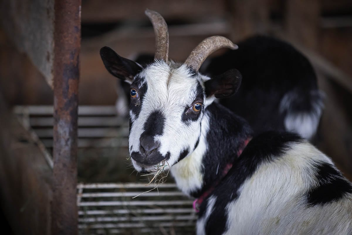 Oreo the goat poses for the camera at Vancouver Pumpkin Patch. Photo by Mike Schultz