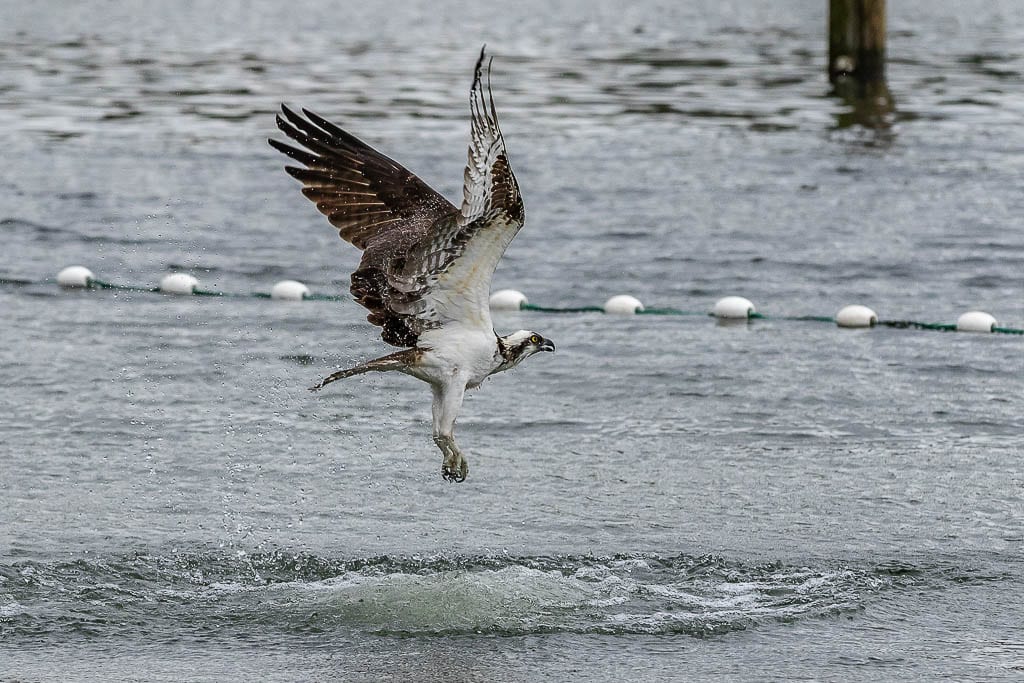This osprey was photographed recently at Salmon Creek Regional Park/Klineline Pond. Parking passes for 2021 for four county parks, including Salmon Creek Regional Park, went on sale Tuesday. Photo by Mike Schultz
