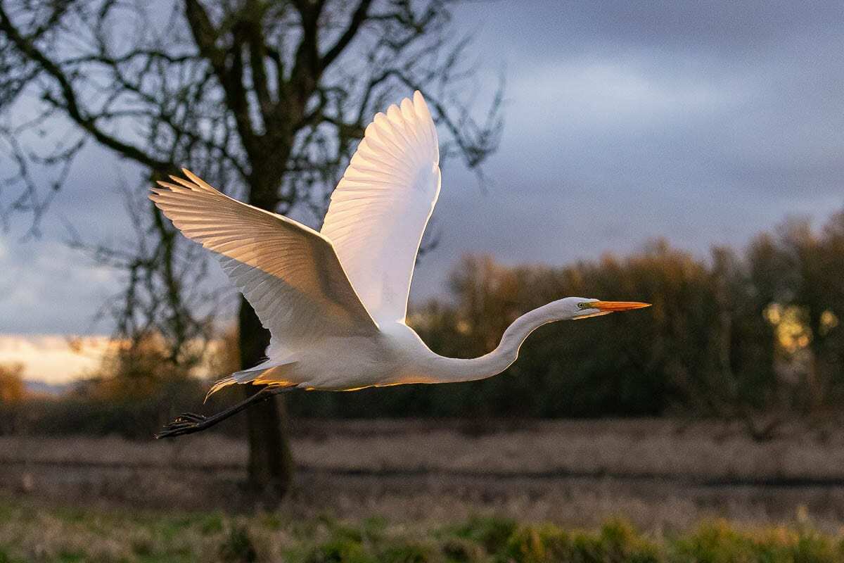 Lawmakers from Washington state recently sent a letter to the U.S. Fish and Wildlife Service pressing the agency to include funding in the fiscal year 2022 budget for the Ridgefield National Wildlife Refuge Community and Nature Center. Photo by Mike Schultz