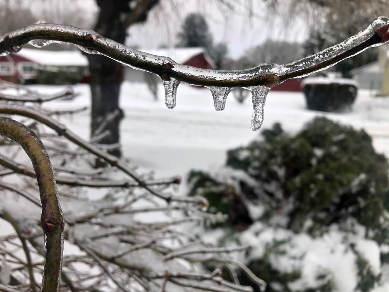 Freezing rain coated trees in Woodland and many other parts of Clark County overnight. Photo by Mike Schultz