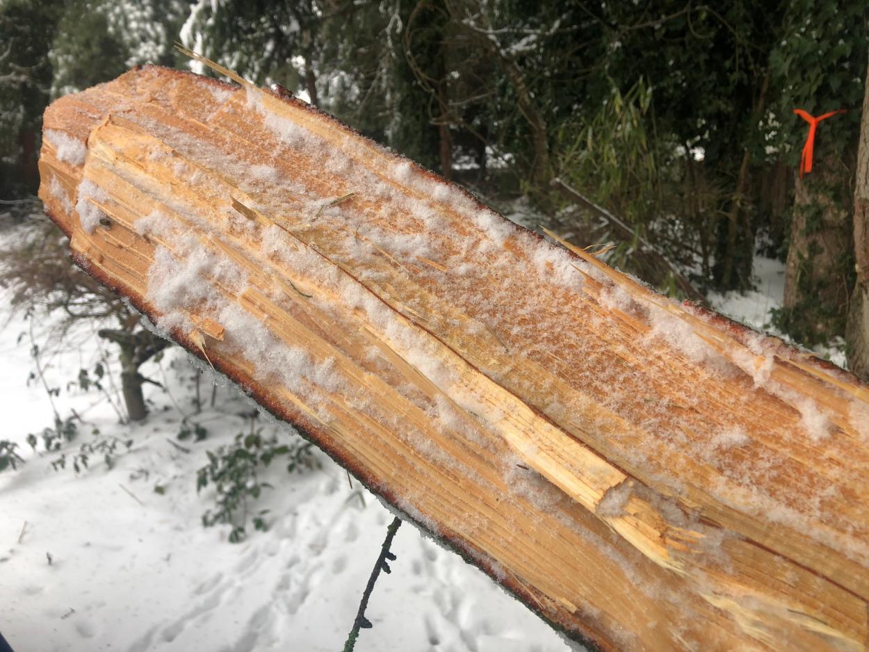 Freezing rain helped to bring down this tree overnight in Woodland. Photo by Mike Schultz