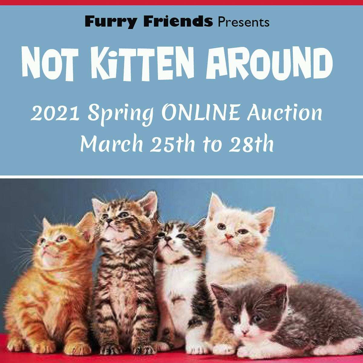The auction’s name ‘Not Kitten Around’ is to bring attention to Kitten Season. Photo courtesy of Furry Friends