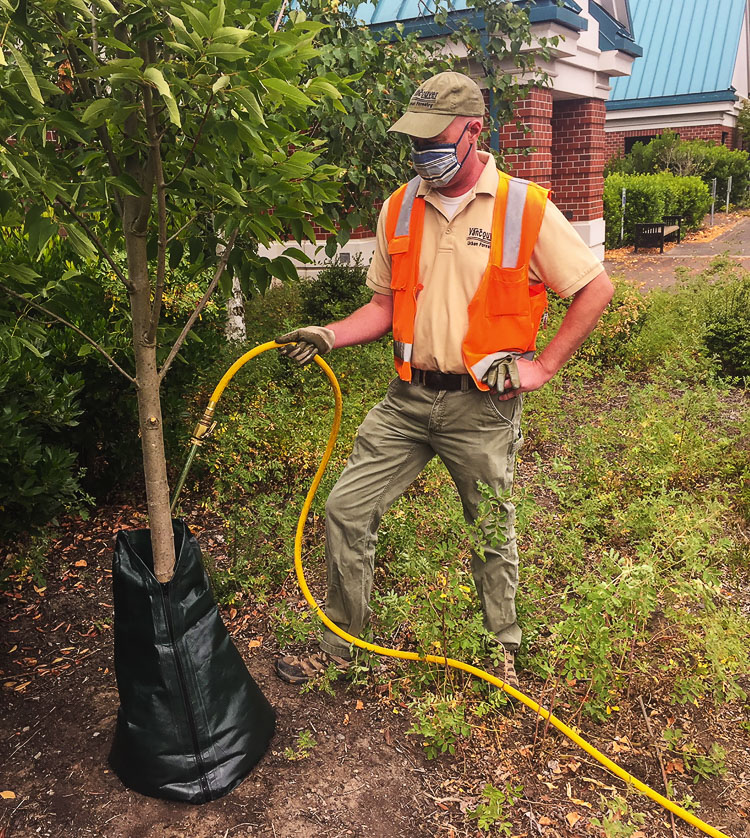 A Vancouver Urban Forestry staff member is shown here using a bag to assure this young tree remains hydrated and healthy despite the heat. Photo courtesy of city of Vancouver