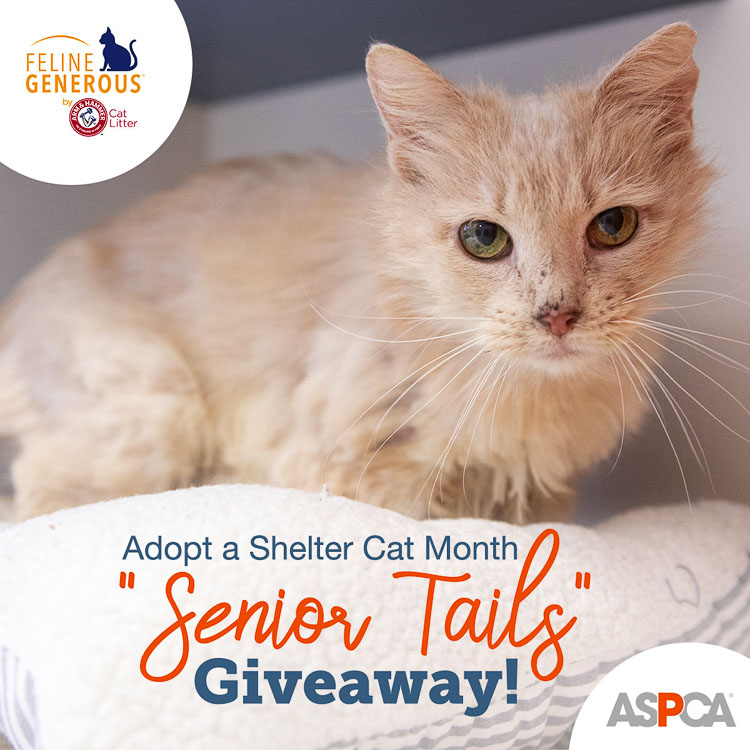 Senior Tails is an annual program to promote the adoption of senior cats. Photo courtesy Arm and Hammer Feline Generous program