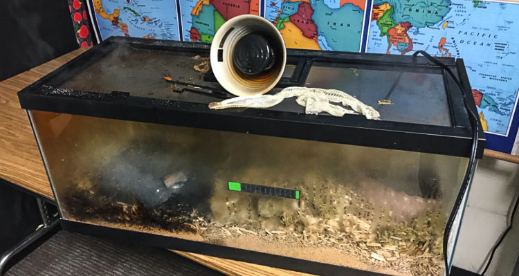 A snake was saved from a potential fire at North Fork Elementary School in Woodland Friday morning thumbnail