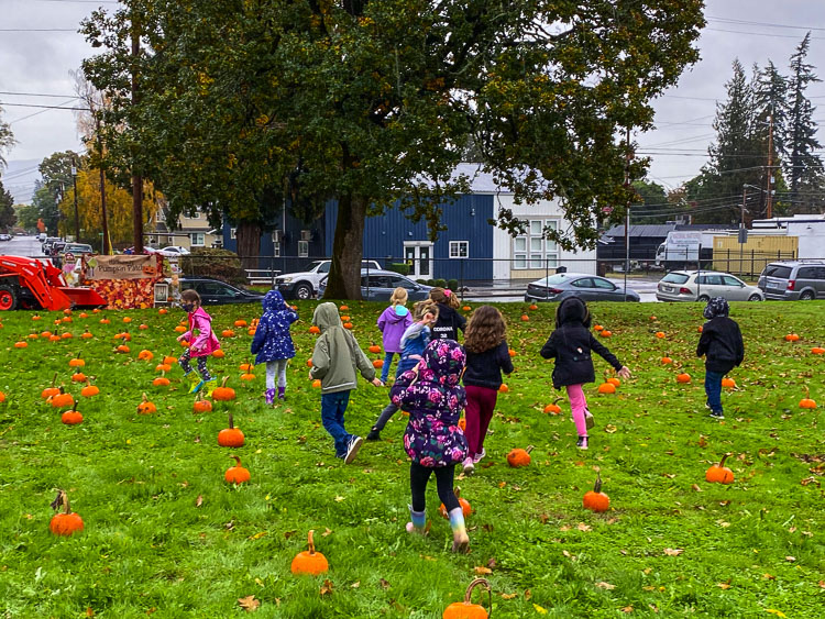 Nearly 90 students took part in the “at-school pumpkin patch,’’ including kindergarten, dual language kindergarten and transitional kindergarten classes. Photo courtesy Washougal School District