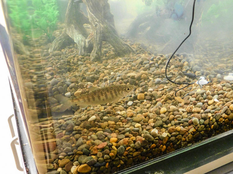 A young salmon inside one of the 'Salmon in the Classroom' tanks prior to being released. Photo courtesy Ridgefield School District