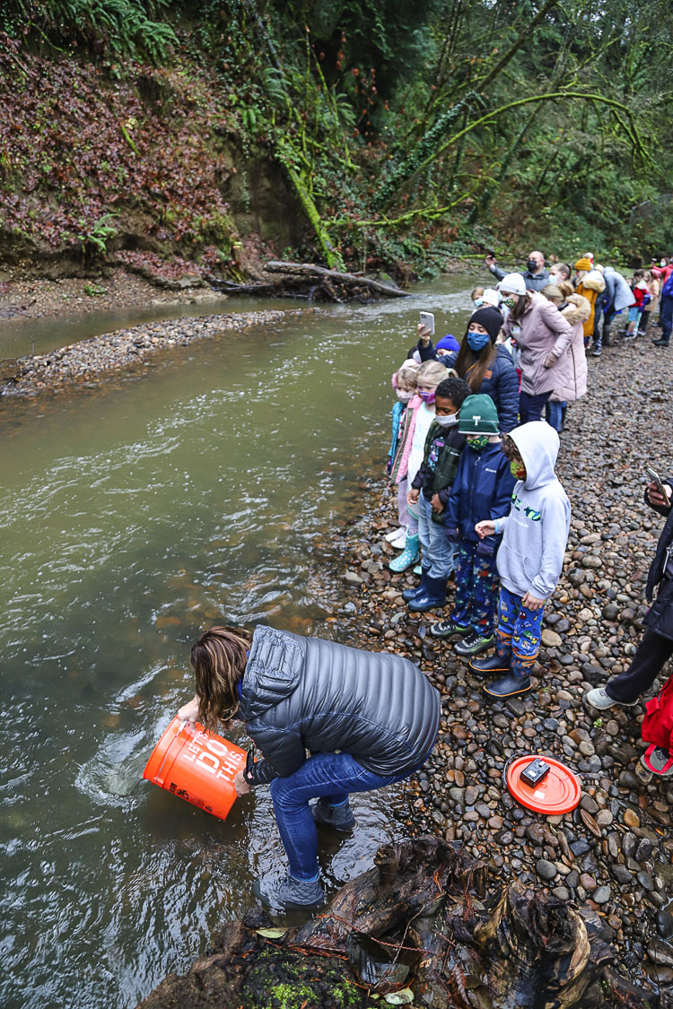 Second grade teacher Corrinna Hollister uses a bucket to release the fingerlings as students and parents look on. Photo courtesy Ridgefield School District