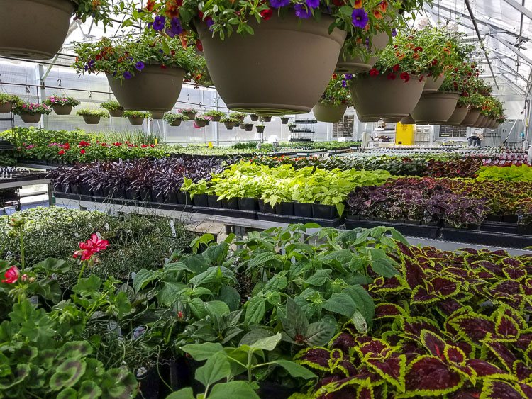 The Woodland High School Plant Sale returns in-person on Friday, April 29, 2022. Photo courtesy Woodland School District