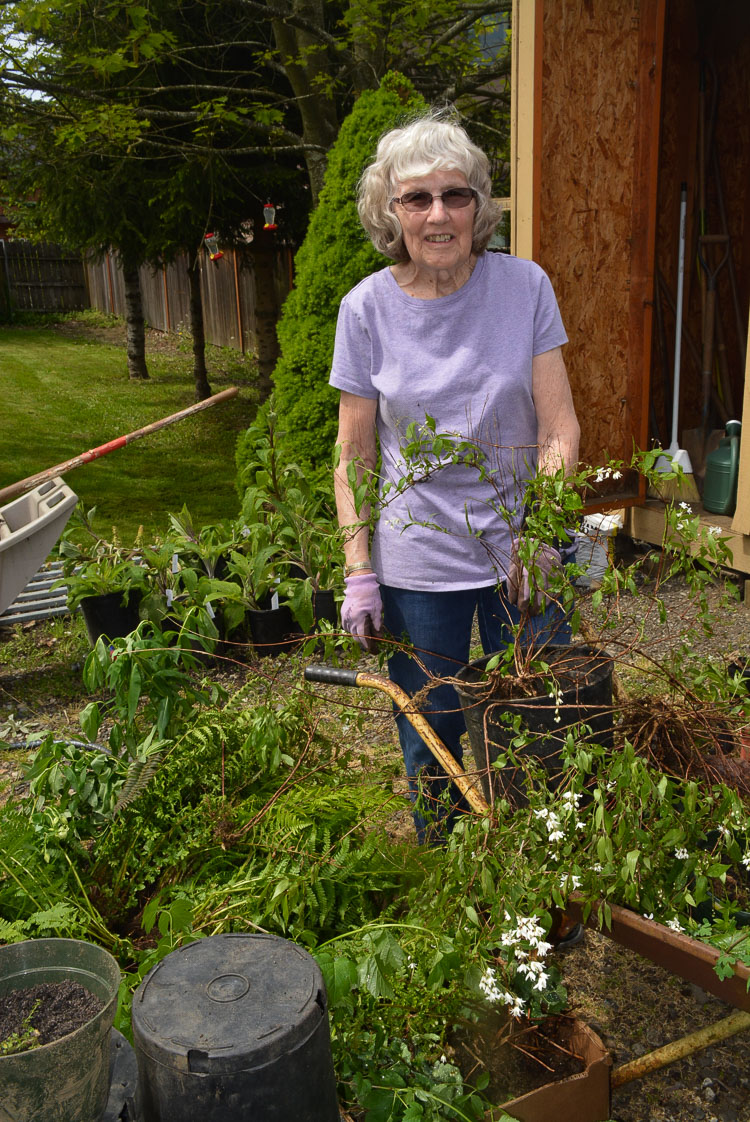 Plants for sale will include Solomon’s seal, forsythia, red hellebores, violets, Hosta lilies, pink and white peonies, small azaleas and rhododendrons, wildflowers, and other native plants. Photo courtesy Camas-Washougal Historical Society