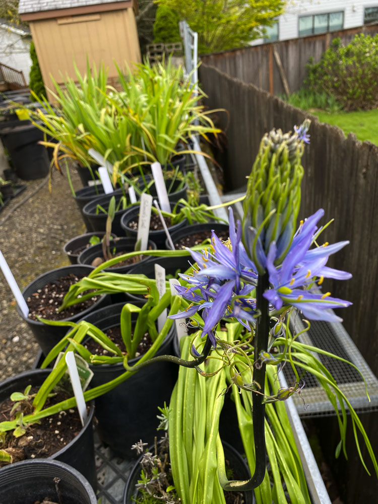 Plants for sale will include Solomon’s seal, forsythia, red hellebores, violets, Hosta lilies, pink and white peonies, small azaleas and rhododendrons, wildflowers, and other native plants. Photo courtesy Camas-Washougal Historical Society