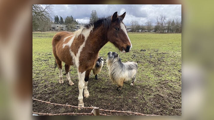 In February, Sound Equine Options assisted Clark County Animal Protection and Control with the removal of a horse after its owner passed away. There were also two goats on scene that needed removal for care and were later placed with The Old Goats Home in Vashon, Wa. Photo courtesy Clark Co. WA Communications