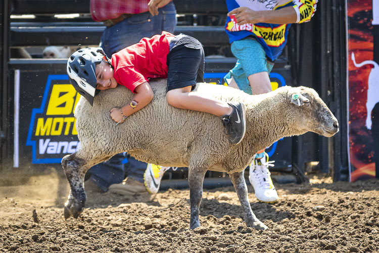 Either the sheep or this rider got turned around in the 2019 Mutton Bustin’ competition at the Clark County Fair. Mutton Bustin and the rodeo return to the grandstands on Tuesday. Photo by Mike Schultz