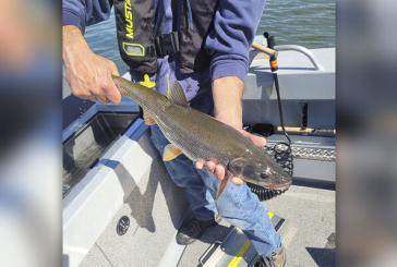 Top pikeminnow fisherman saves salmon; earns nearly $70,000