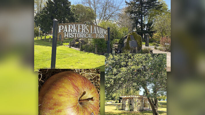 On Monday (Jan. 30), the seven heritage trees at Parker’s Landing Historical Park in Washougal will receive a complimentary pruning from Cascade Tree works, LLC.