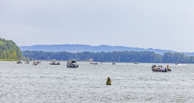 Some of the largest concentrations of sea lions are at the mouth of the Columbia, intercepting salmon as they travel to the ocean, or back to the Columbia and Snake rivers to spawn.